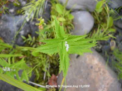 P375 Flora of NB