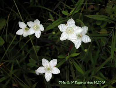 * Parnassia glauca