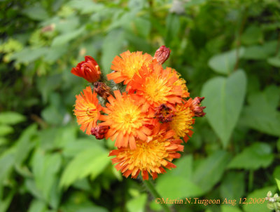 Hieracium aurantiacum - Orange Hawkweed/ pervire orange