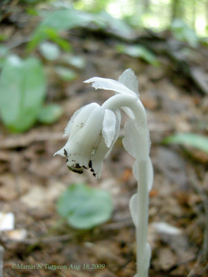 P 251 Flora of NB