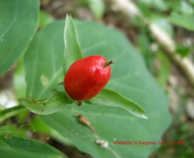 Trillium undulatum