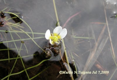P 142 Flora of NB