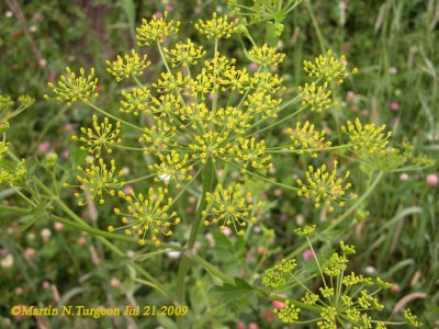P350 Flora of NB