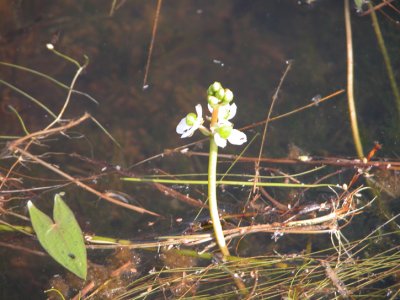 P 488 Flora of NB