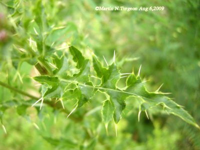 Cirsium arvense - Canada Thistle
