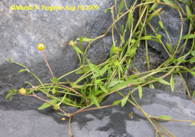 P 143 Flora of NB