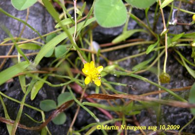 P 143 Flora of NB