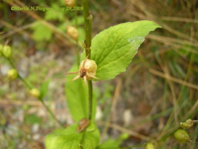 P 406 Flora of NB