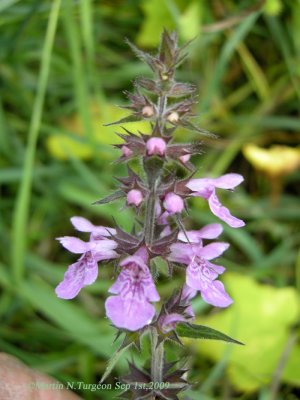 P379 Flora of NB
