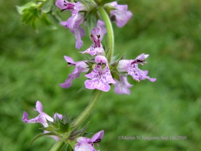 P379 Flora of NB