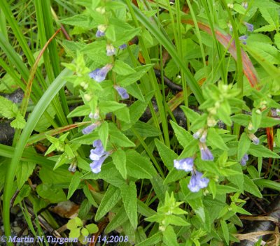 P378 Flora of NB