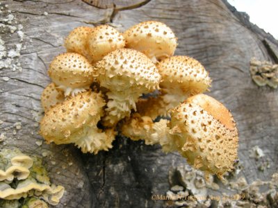 Pholiota squarrosoides or squarrosa