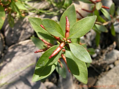 P254 Flora of NB