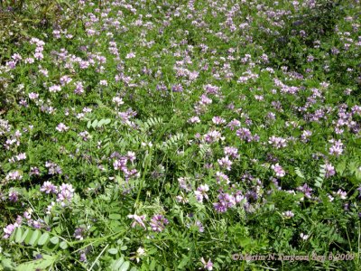 P 300 Flora of NB
