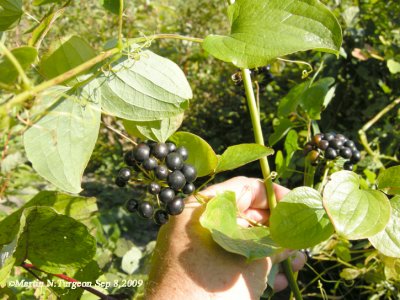 P631 Flora of NB