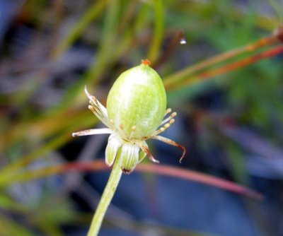 * Parnassia glauca (fruit)