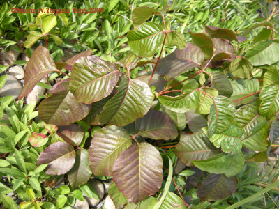 Toxicodendron rydbergii - Poison Ivy-Herbe a puce