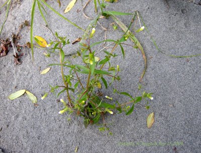 this plant was S1 now possibly S3 S2 Rare P390 Flora of NB