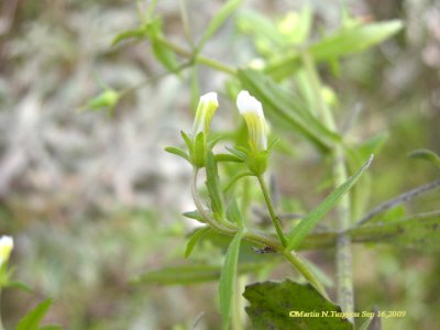 S2 Rare P390 Flora of NB
