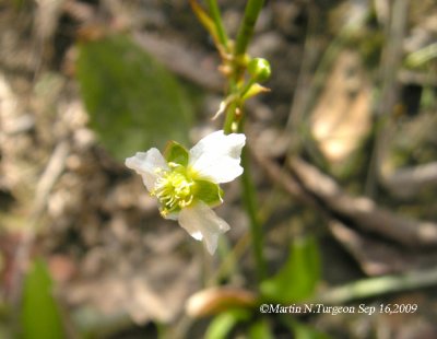 P487 Flora of NB