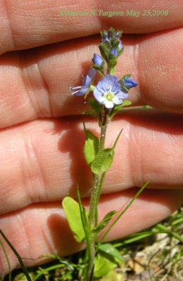 P399 Flora of NB