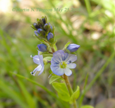 P399 Flora of NB