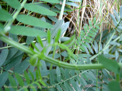 P 308 Flora of NB