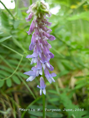 P 308 Flora of NB