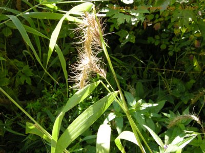 POACEAE - Grass Family (Flowering Plants)