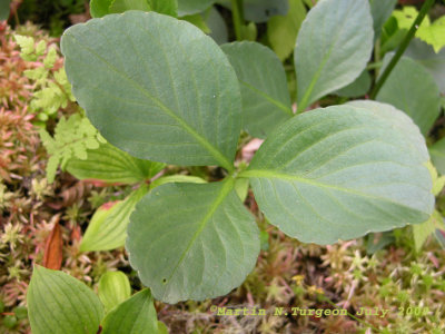 P 362 Flora of NB