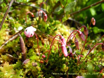 P 247 Flora of NB