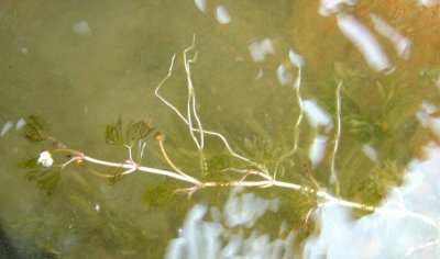 Ranunculus aquatilis var. diffusus