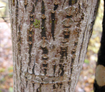 Acer pensylvanicum - Striped Maple old-Vieux