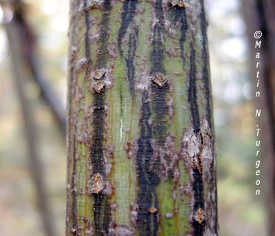 Acer pensylvanicum - Striped Maple Young-Jeune