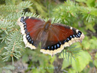 4432 Nymphalis antiopa - Morio / Mourning Cloak