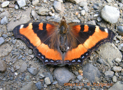 4433 Nymphalis milberti - Petite Vanesse-Milbert's Tortoiseshell