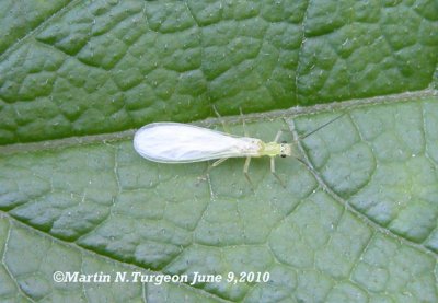 Insect 1