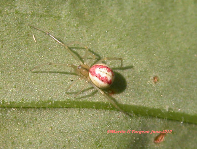 Enoplognatha ovata Spider