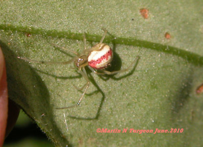 Enoplognatha ovata Spider