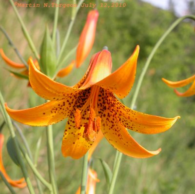 Lilium canadense -Canada Lily - Lis du Canada