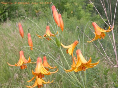 Lilium canadense -Canada Lily - Lis du Canada