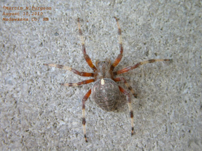 Araneus marmoreus - Marbled Orbweaver