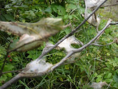 8140 Hyphantria cunea - Fall webworm nest