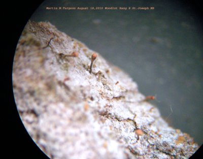 Lichens of Madawaska Co.New Brunswick