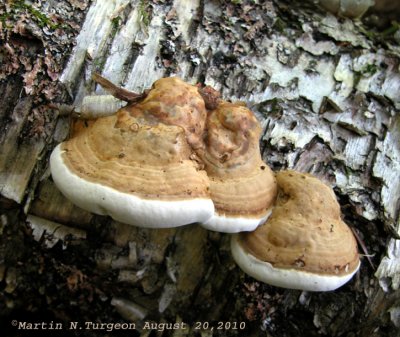 19 Mushroom