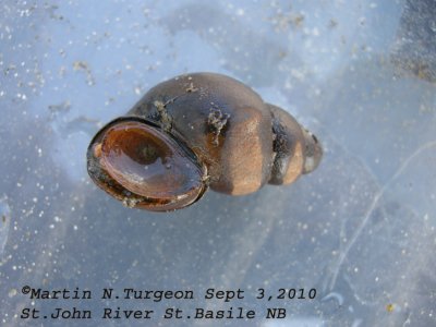 Campeloma decisum - Freshwater Snail  -  NB