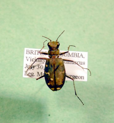 BC Tiger beetle - Cicindela oregona Leconte
