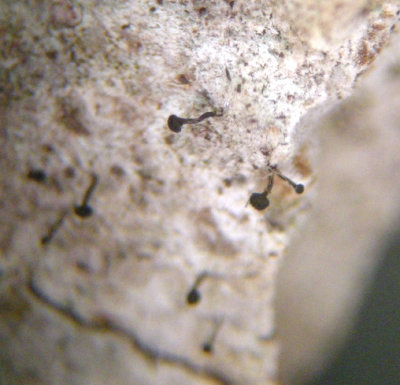 Stubble Lichens - Chaenothecopsis rubescens