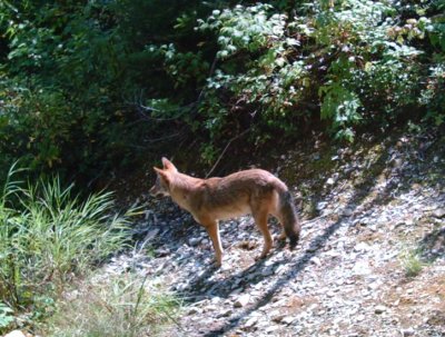 Canis latrans - Coyote
