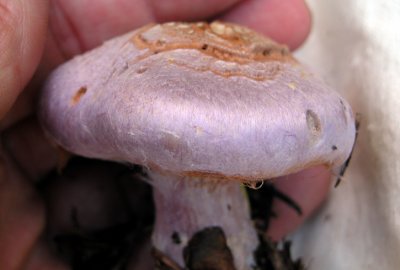 2a Mushroom